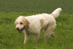 Briquet Griffon Vendeen breed photo
