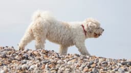 Shichon breed photo