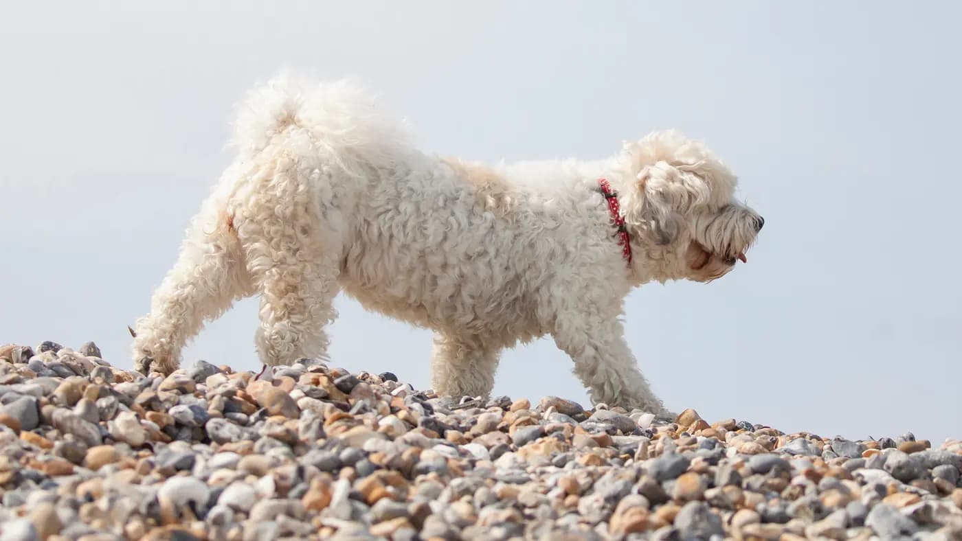 Shichon breed photo