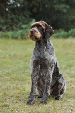 Cesky Fousek breed photo