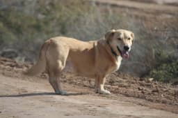 Bassador breed photo