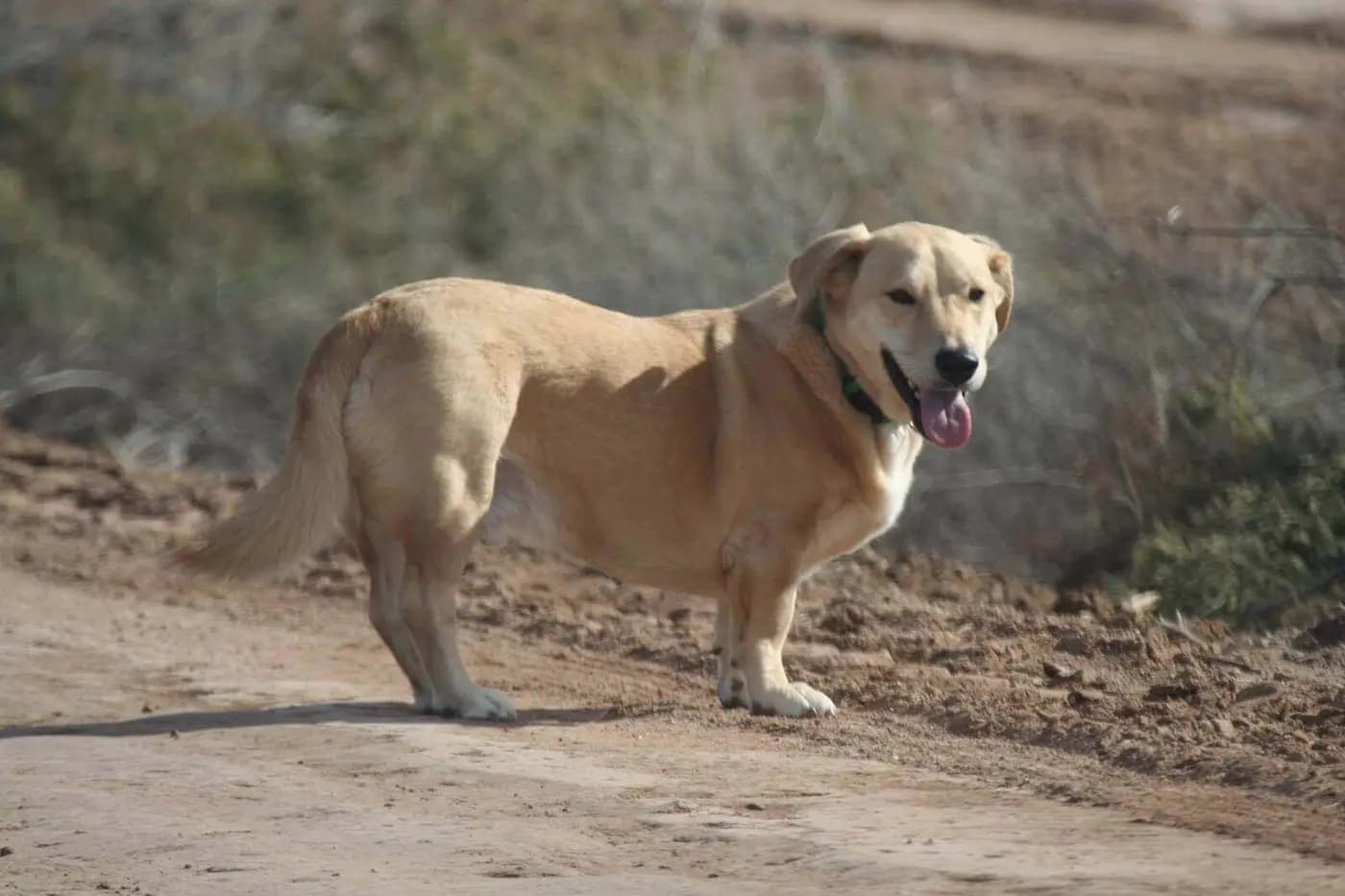 Bassador breed photo