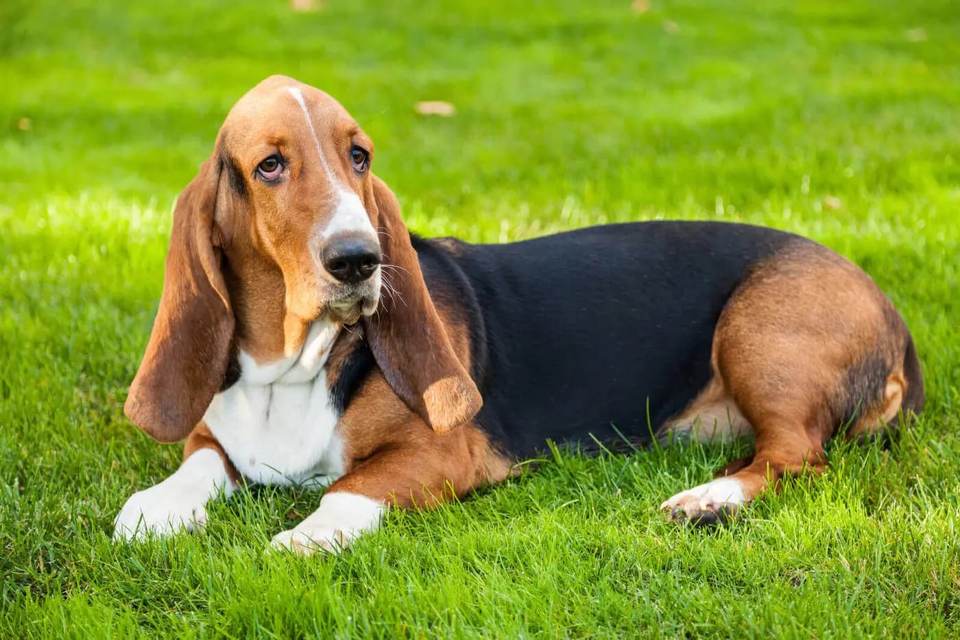 Basset Hound breed photo