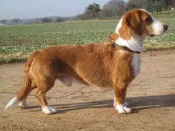 Westphalian Dachsbracke breed photo