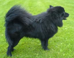 Swedish Lapphund breed photo