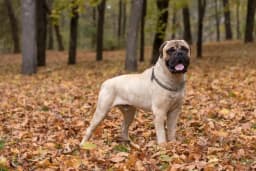 Bullmastiff breed photo