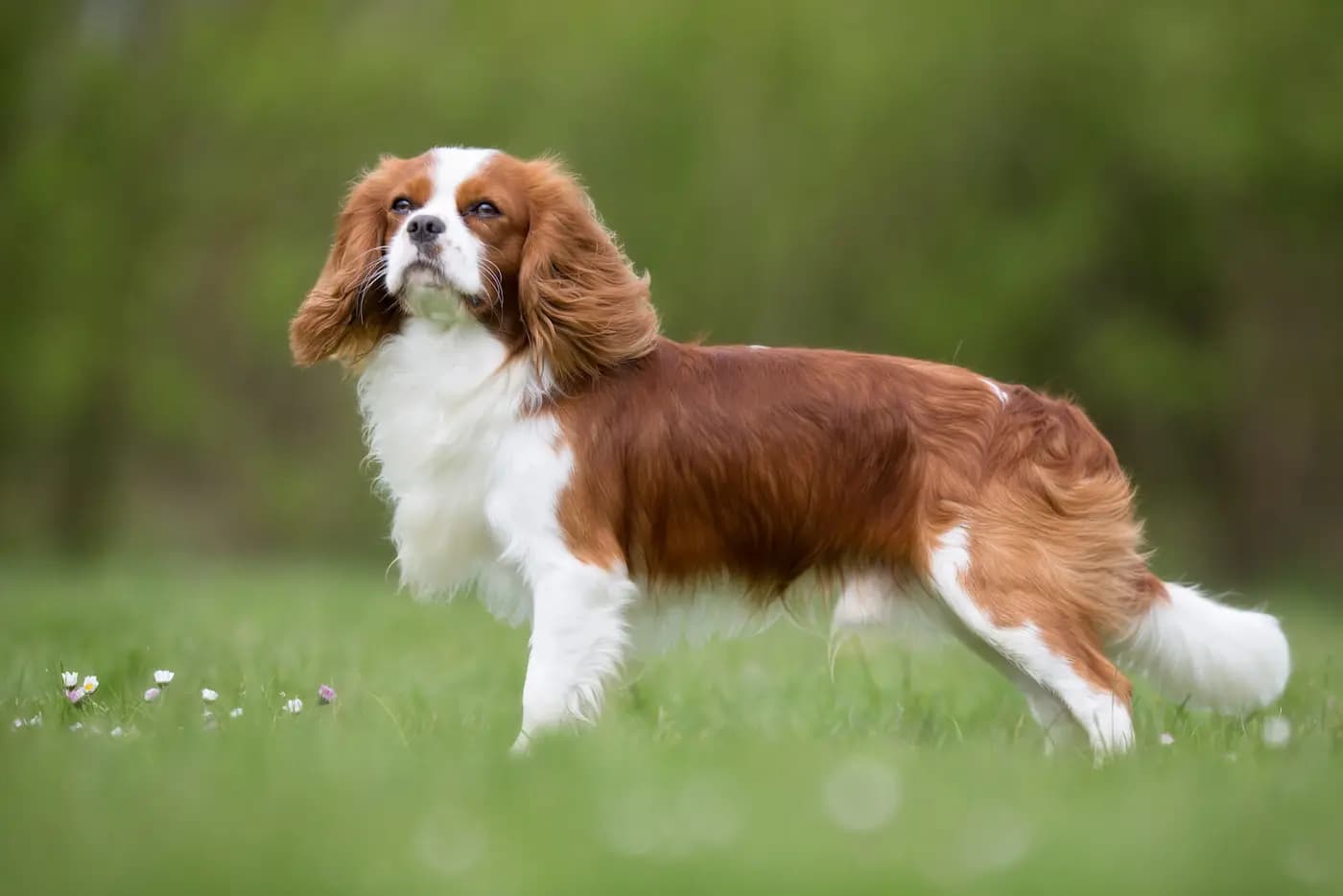 Cavalier King Charles Spaniel breed photo