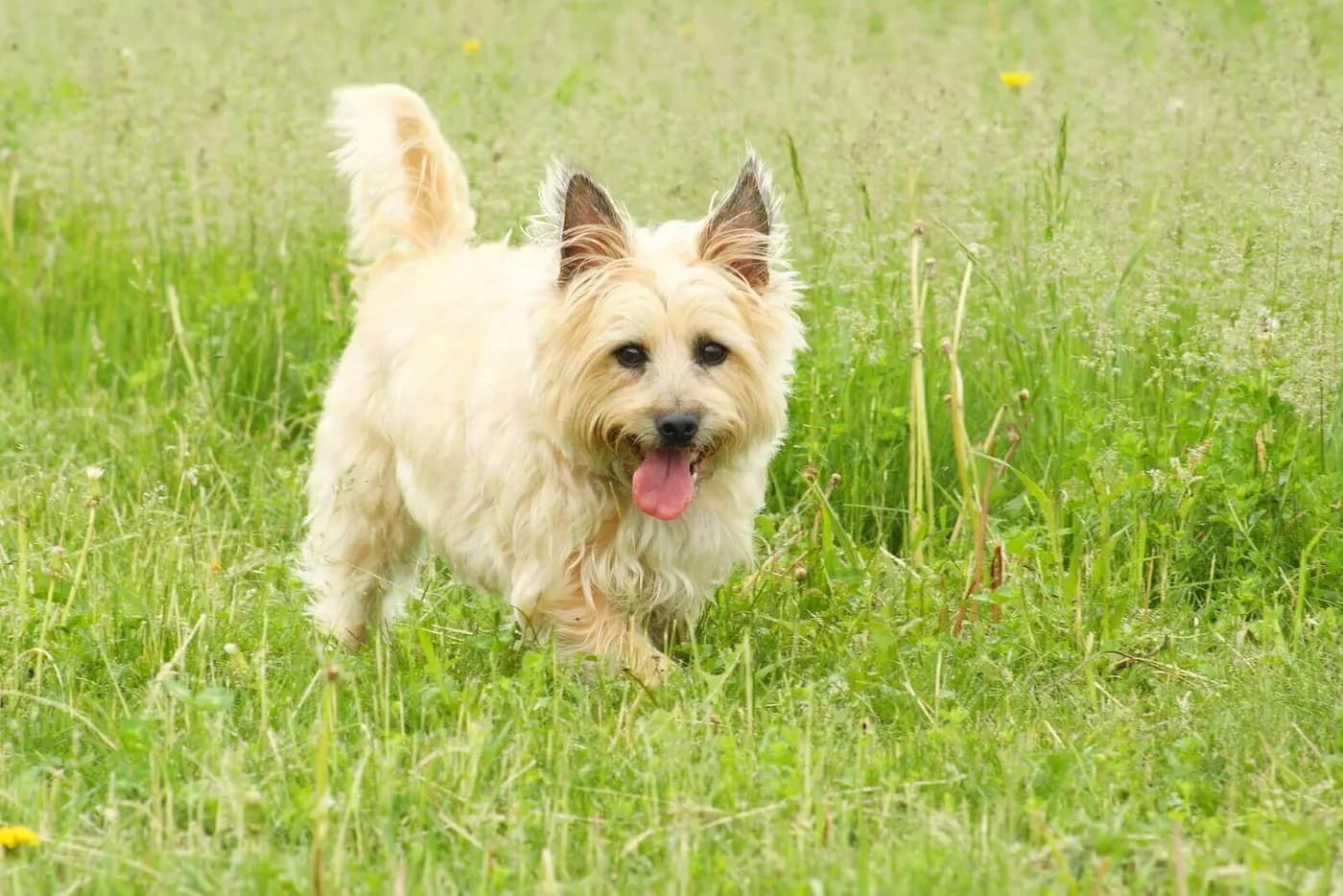 Cairn Terrier breed photo