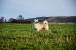 Norwegian Buhund breed photo