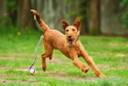 Irish Terrier breed photo