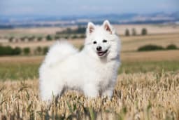 German Spitz breed photo