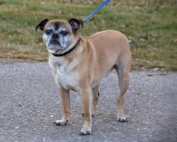 Bugg breed photo