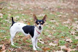 Rat Terrier breed photo
