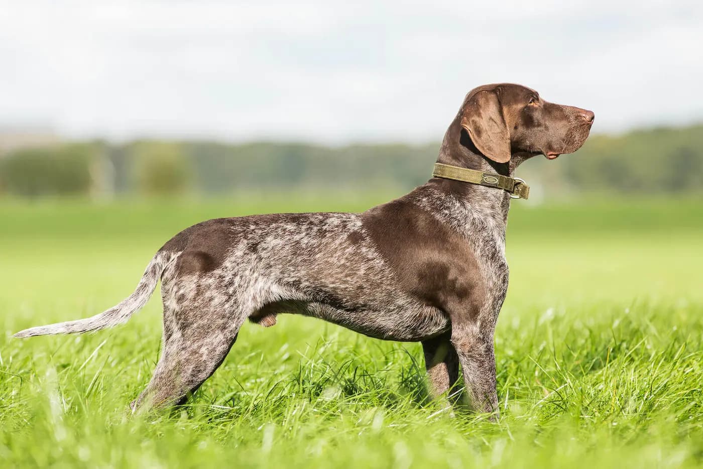 German Shorthaired Pointer breed photo