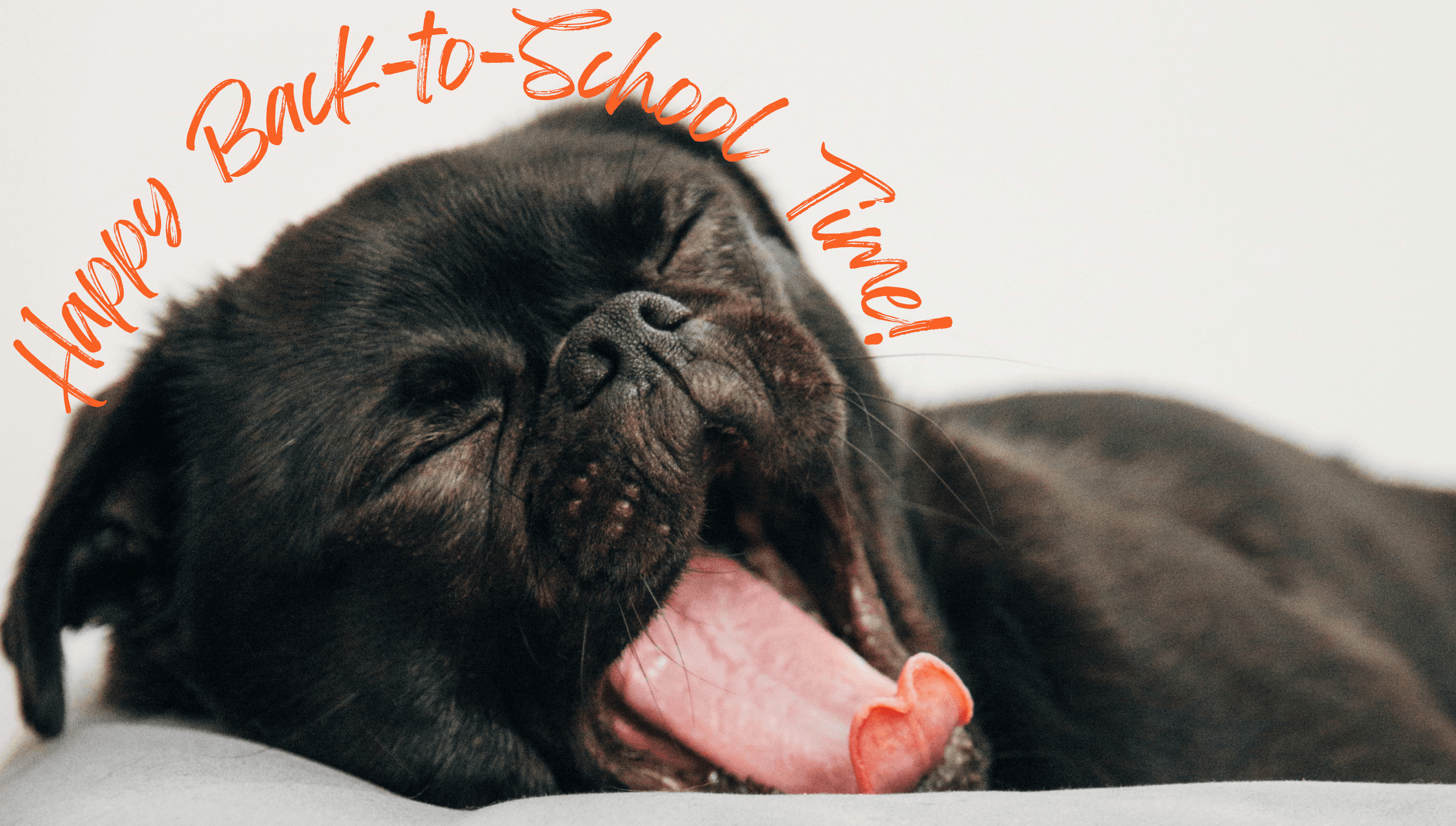 Helping Your Puppy Adjust to the Back-to-School Transition