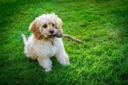 Cavapoo