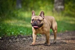 French Bulldog