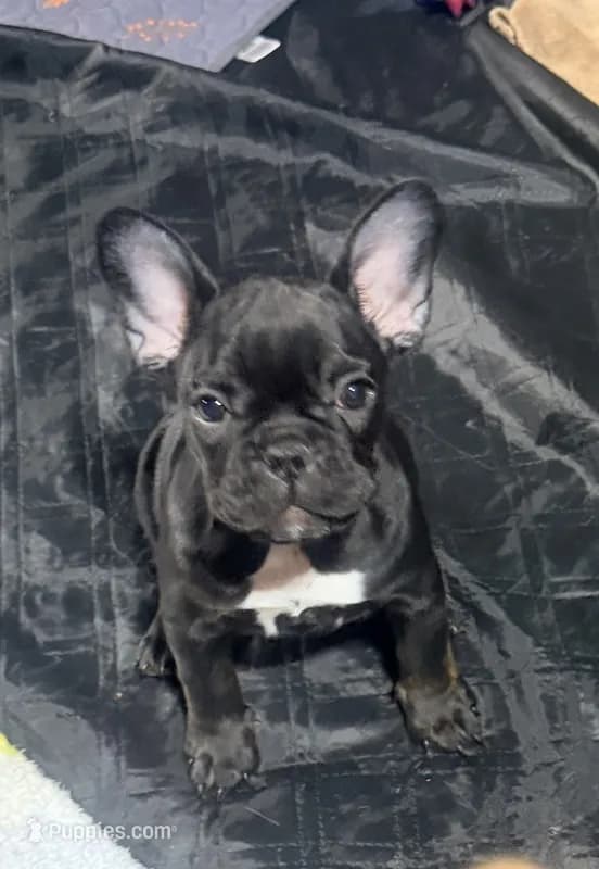 French Bulldog puppy