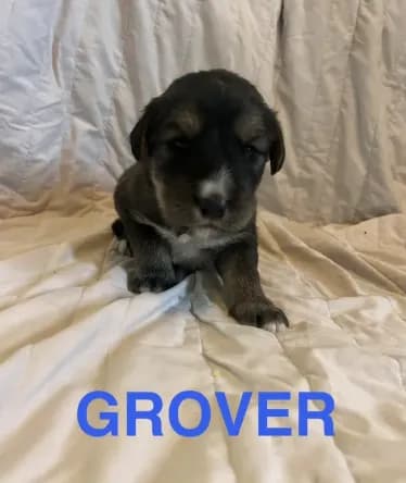 Grover