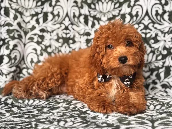 Romeo-price reduced