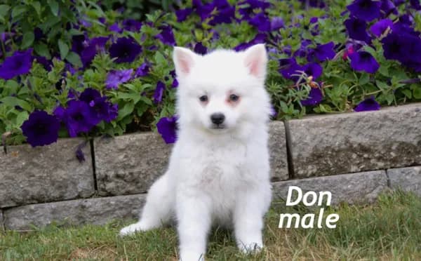 Don