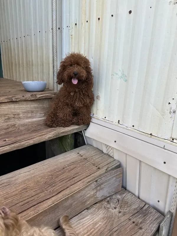 AKC tiny mini boy