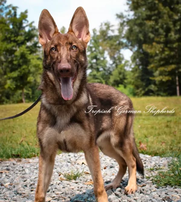 Stock coat liver sable