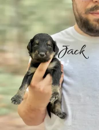 JACK