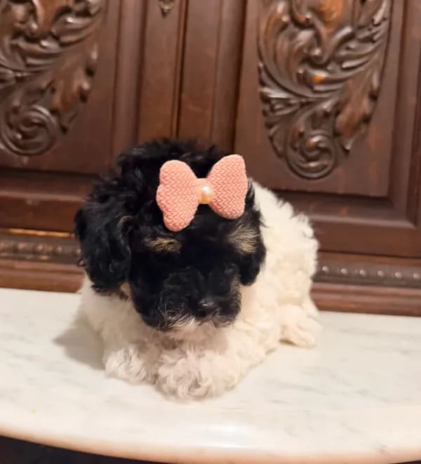 Tiny Toy Female