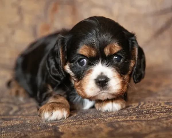 Piper