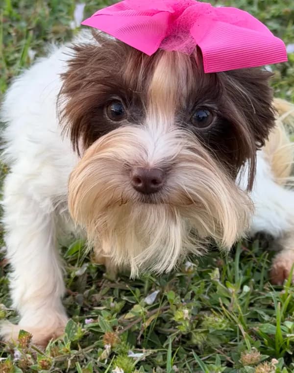 Lucy (teacup)