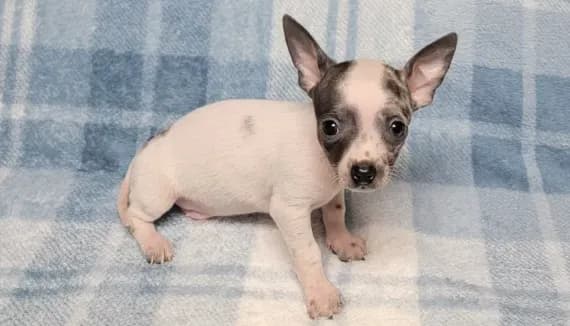 Toby Blue