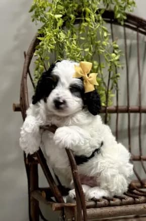 Romeo