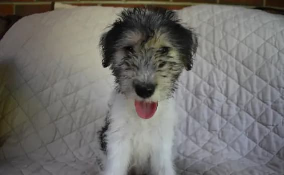 Puppy #4 (girl) (Orange)