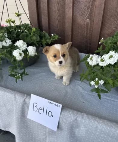 Bella