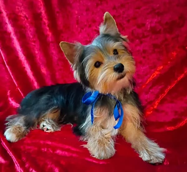 AKC Bo Ch. Bloodlines