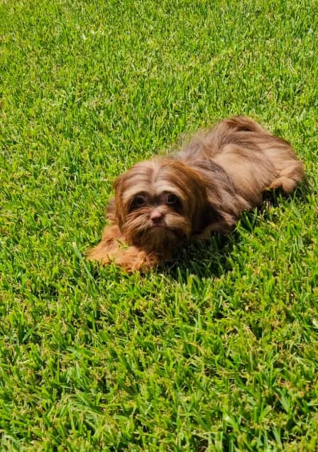 Valentino -AKC-