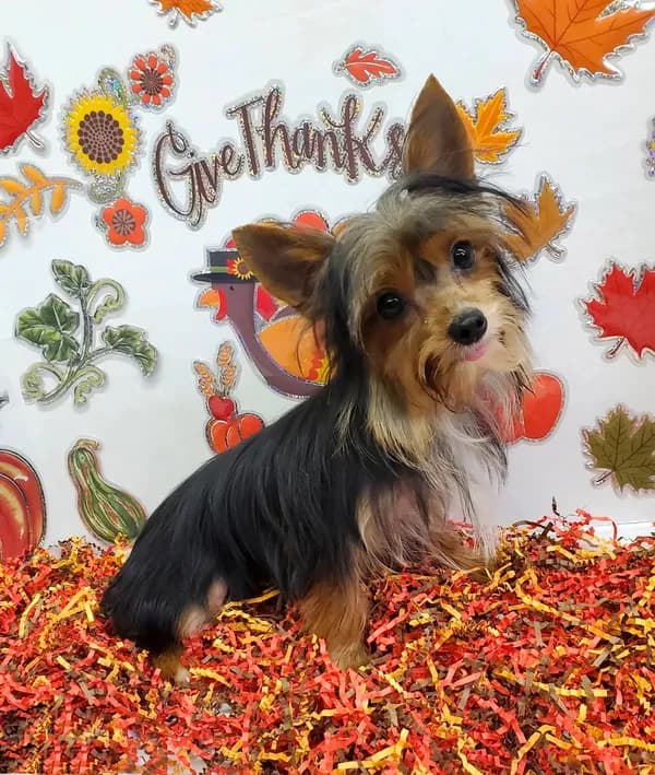 TB (Tiny Boy) CKC male