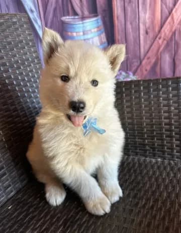 Prince
