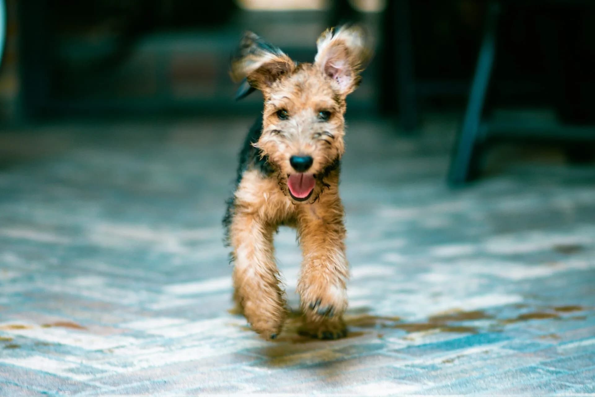 Smart Budgeting Tips Every New Dog Owner Should Know: How to Budget for Your New Dog