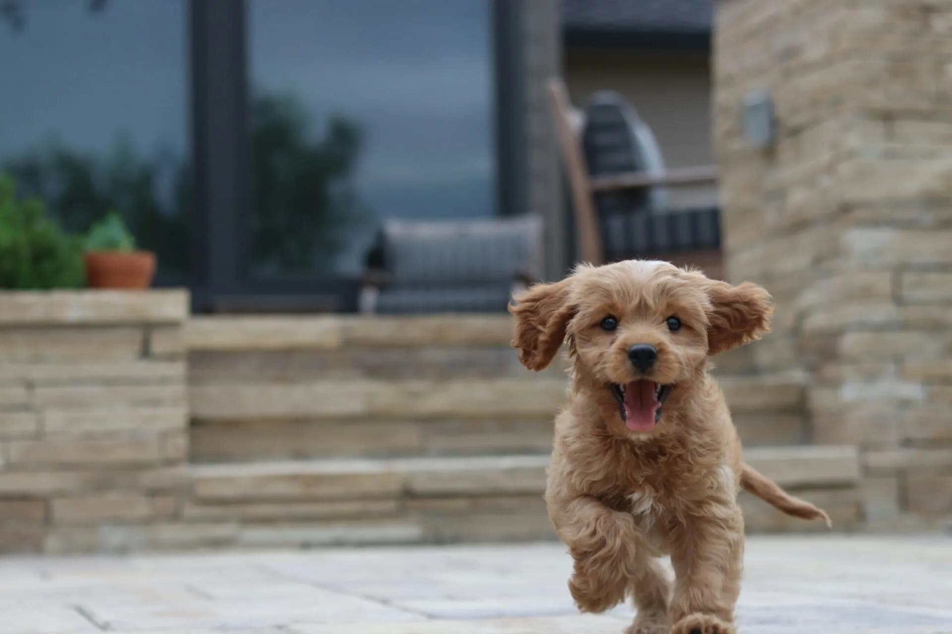 Vaccinating Your Dog