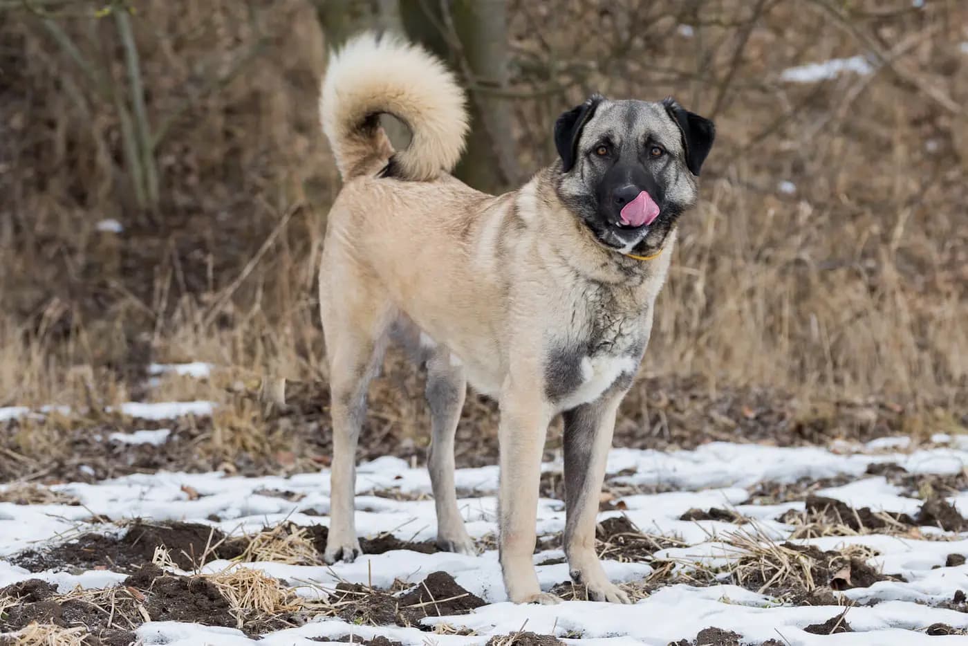 Anatolian Shepherd Dog breed photo