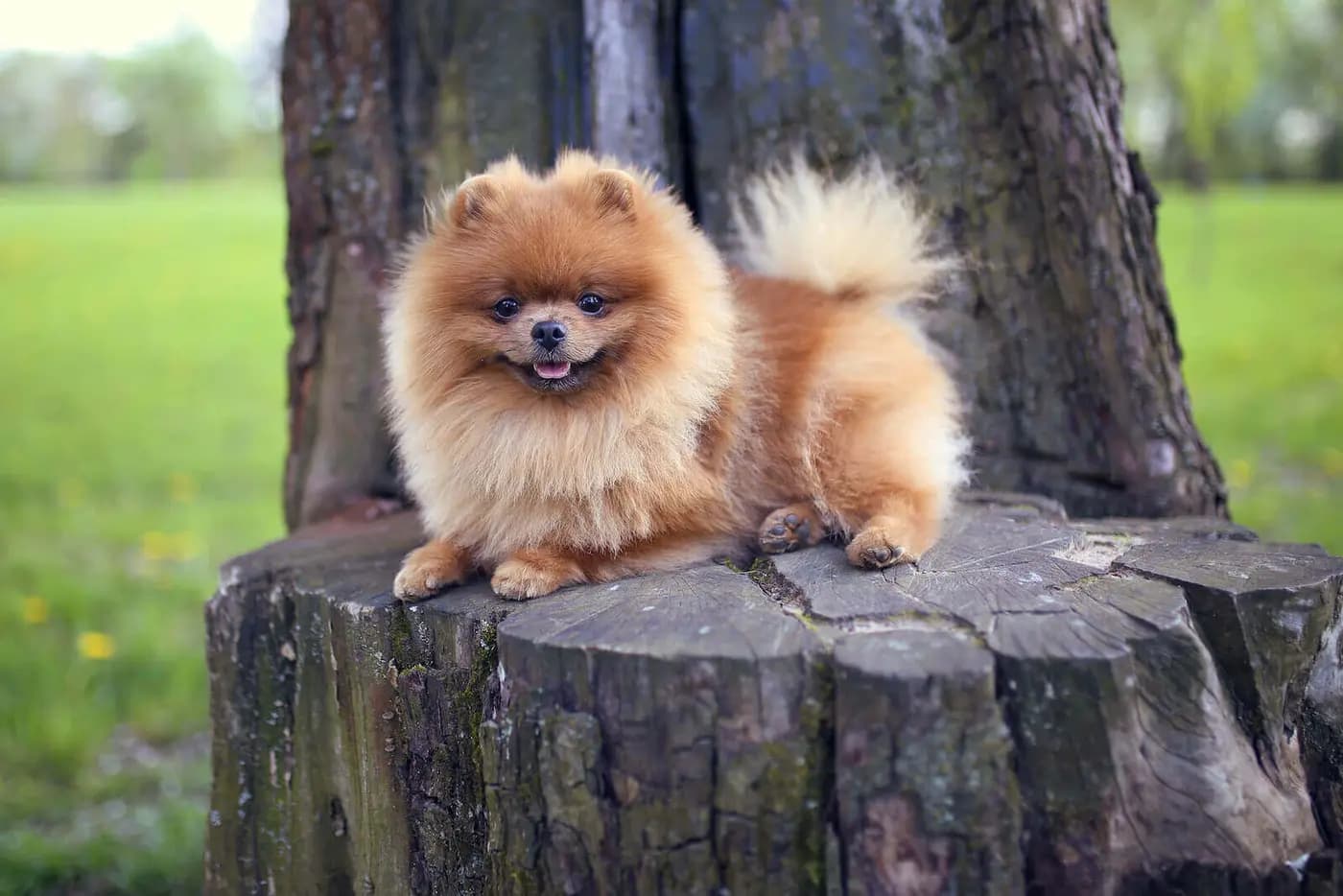 Pomeranian breed photo