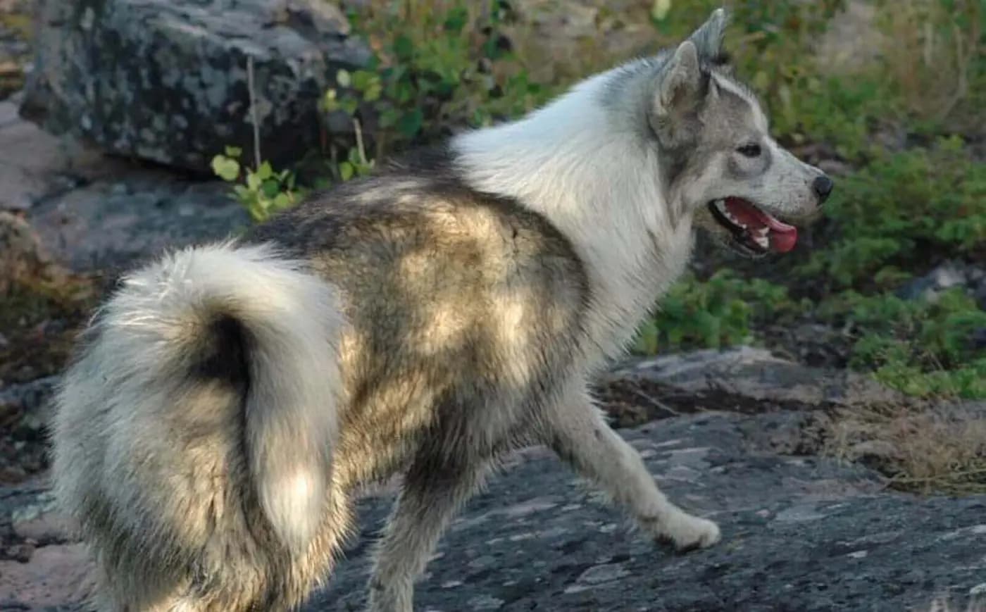 Canadian Eskimo Dog breed photo
