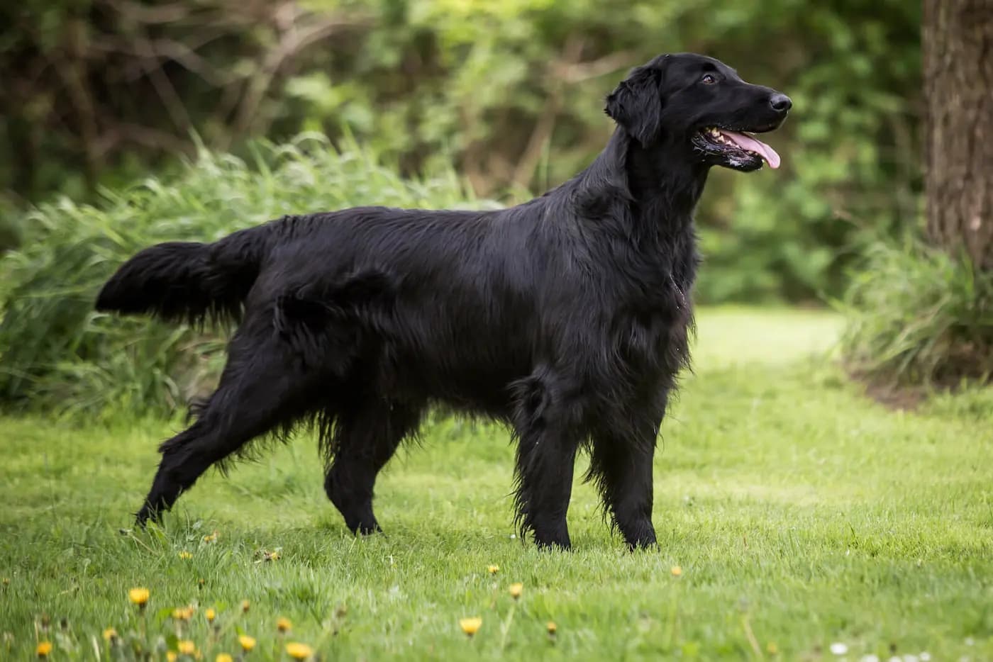 Flat Coated Retriever breed photo
