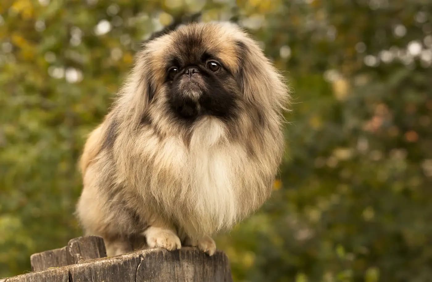 Pekingese breed photo
