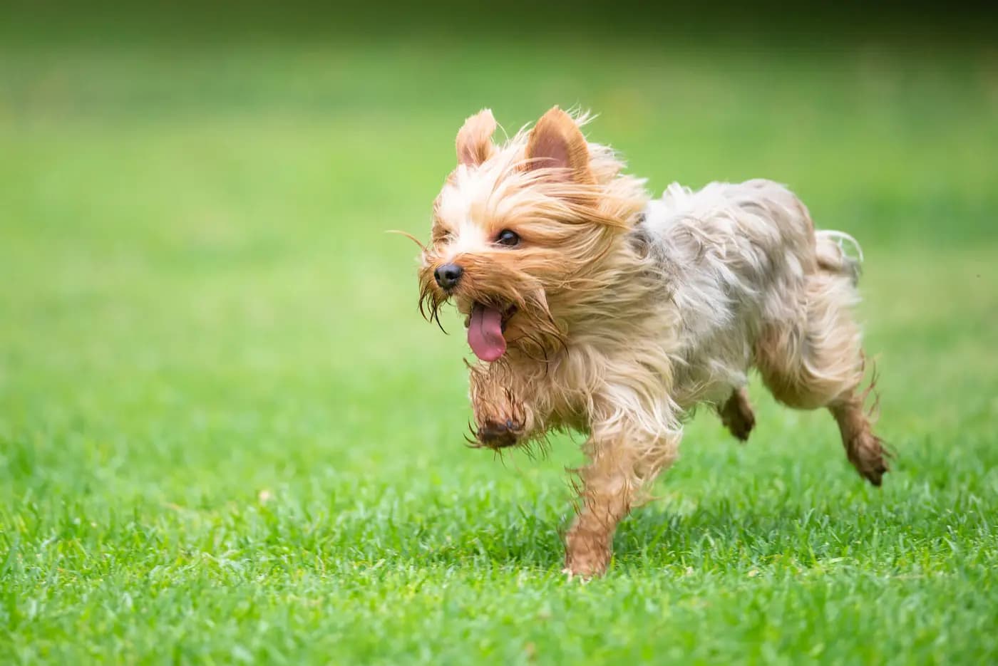 Yorkshire Terrier breed photo