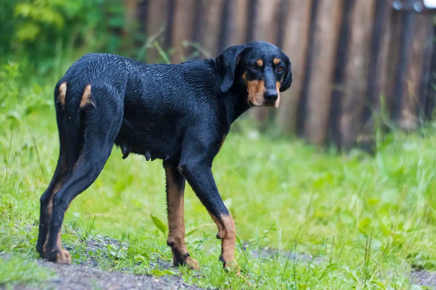 Transylvanian Hound breed photo