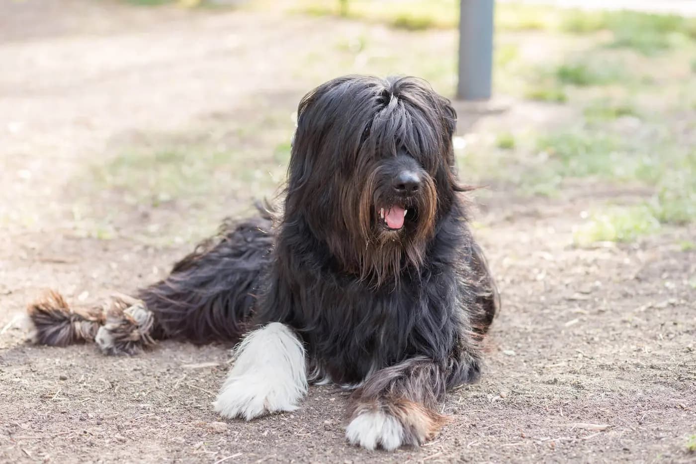 Schapendoes breed photo