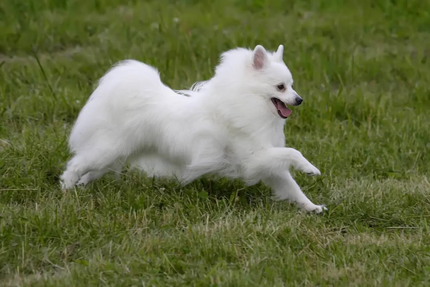 Volpino Italiano breed photo